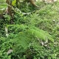 Grevillea