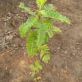 Sesbania