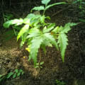 Neem