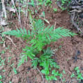 Grevillea