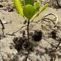 Mangrove Blanche