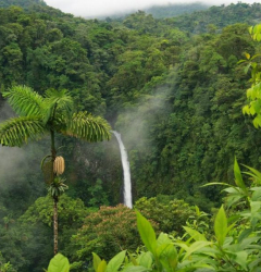 Foresta Jerù