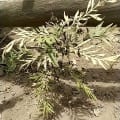 Grevillea