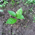 CECHU
