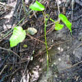 Dynamite Tree