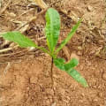 Cashew