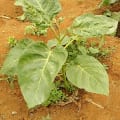 Baumtomate
