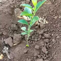 Citronnier