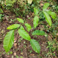 Caoba