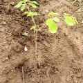 Moringa