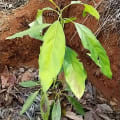 Aguacate