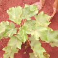 Barbados Nut
