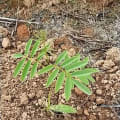 Tephrosia