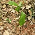Cacao
