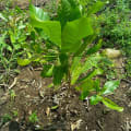 Anacardo
