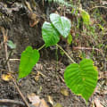 Albero Dinamite