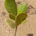 Gelbe Mangrove