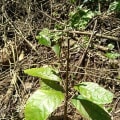 Cacao