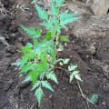 Christmas Neem