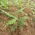 Grevillea