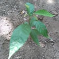 Cacao
