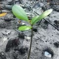 Weiße Mangrove