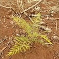 Grevillea