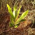 Acacia Mangium