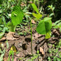 Albero Dinamite