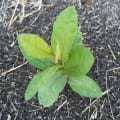 Guava