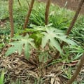 Papaya