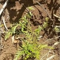 Grevillea
