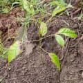 Roble