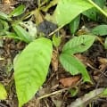 Cacao