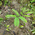 Brazilian Fire