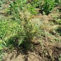 Grevillea
