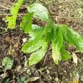 Cacao