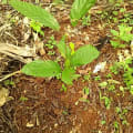 Cacao