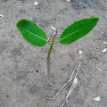 Rote Mangrove