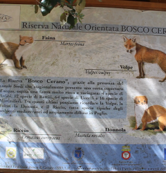 Bosco di Cerano 2.0