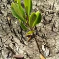 Weiße Mangrove