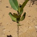 Asiatic Mangrove
