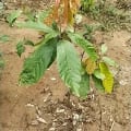 Cacao