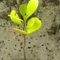 White Mangrove