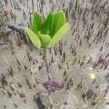 Red Mangrove