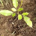 African Mahogany