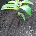 Aguacate