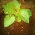 Tamarillo