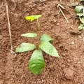 Cacao
