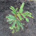 White Thorn